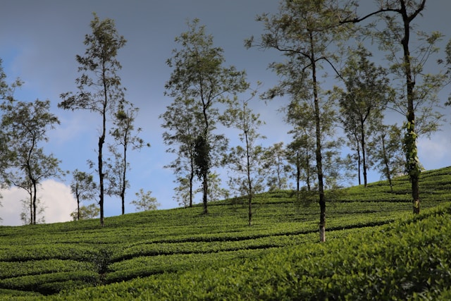 Parc Natural de Periyar