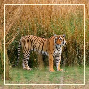 Parc Nacional de Ranthambore